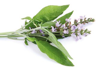 Šalvěj lékařská (Salvia officinalis) | Herbář | Herbofit - zdraví z přírody